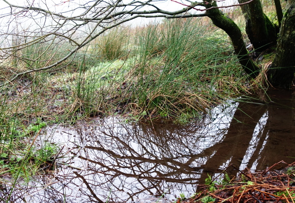 A small pond reflecting a tree.